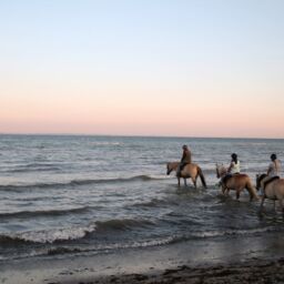 Pferde reiten in der Ostsee in Grömitz