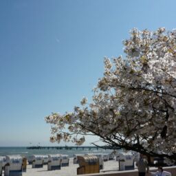 Kirschbaum mit Kirschblüte an der Grömitzer Promenade im Frühling