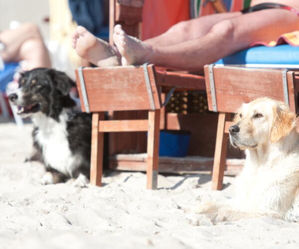 Hunde neben einem Strandkorb