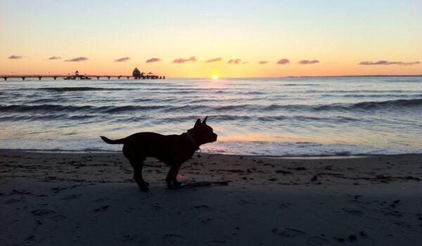 Hund im Sonnenuntergang am Strand