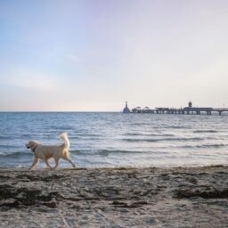 Hund am Strand von Grömitz im Winter