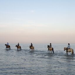 Pferde reiten in der Ostsee in Grömitz