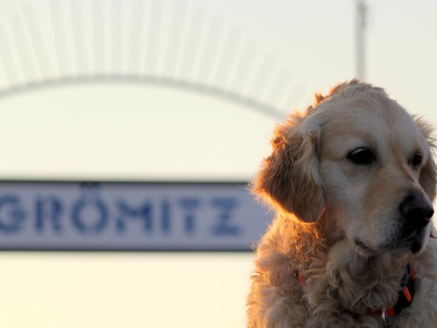 Hund auf Seebrücke von Grömitz